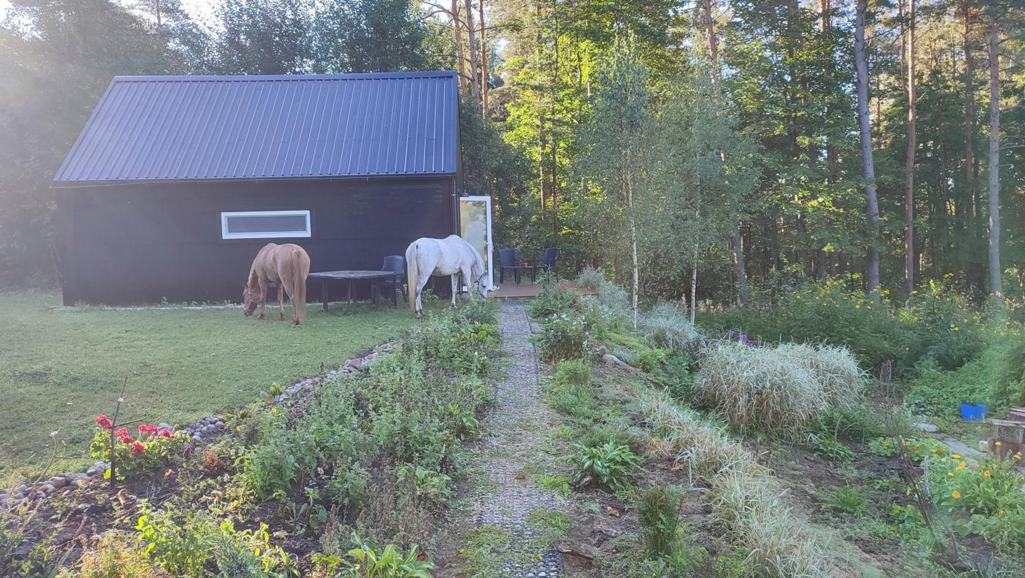 Modern Sauna Cabin In Horse Ranch Liyeplauke Bagian luar foto